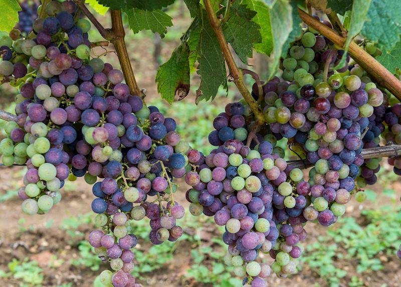 Ripening grapes, Saint-Émilion