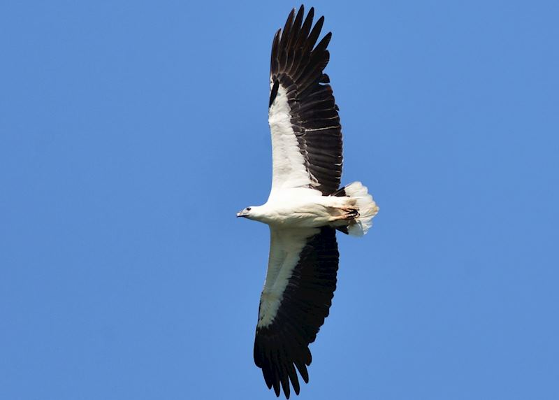 White bellied sea eagle