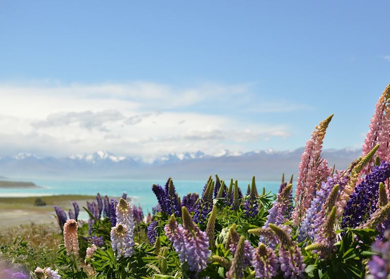 Lupins, Lake Tekapo, New Zealand