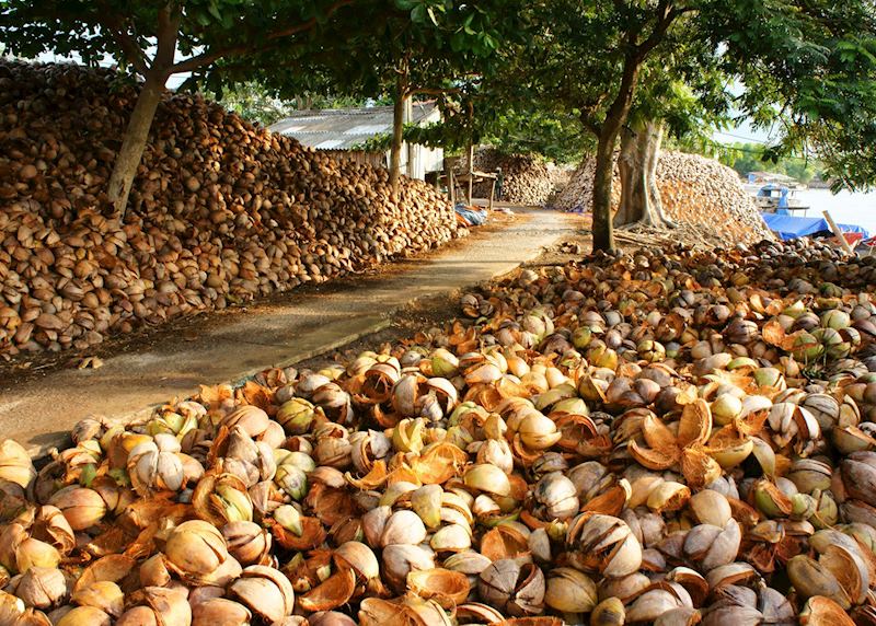 Coconuts in Ben Tre