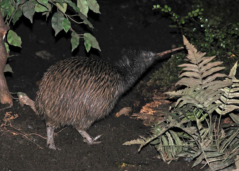 Kiwi bird
