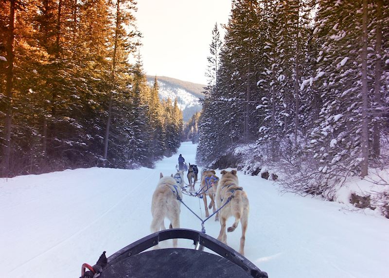 Dog-sledding and Mushing Experience, Jasper