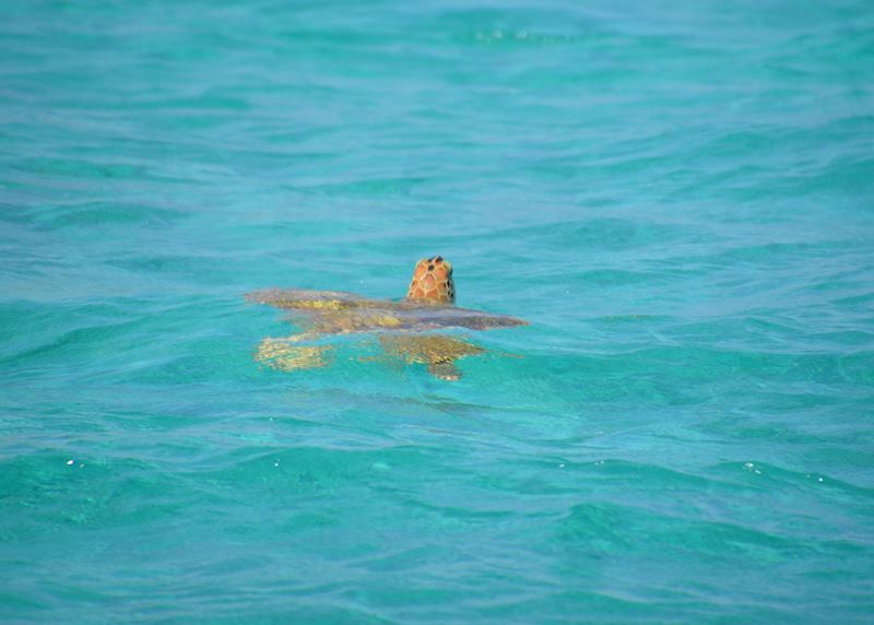 Turtle in the Grenadines