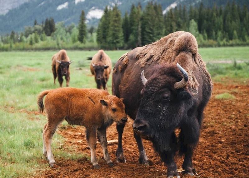 Buffalo grazing near Golden, British Columbia