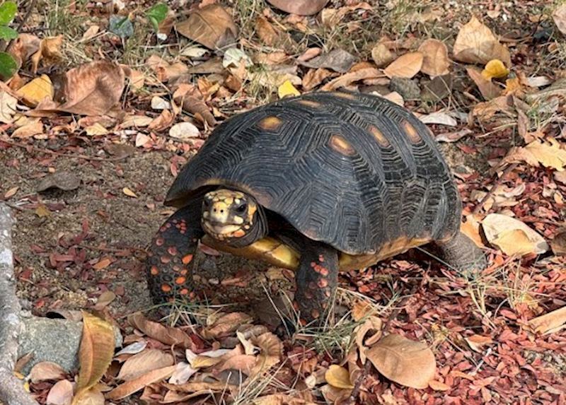 Tortoise, Mustique 