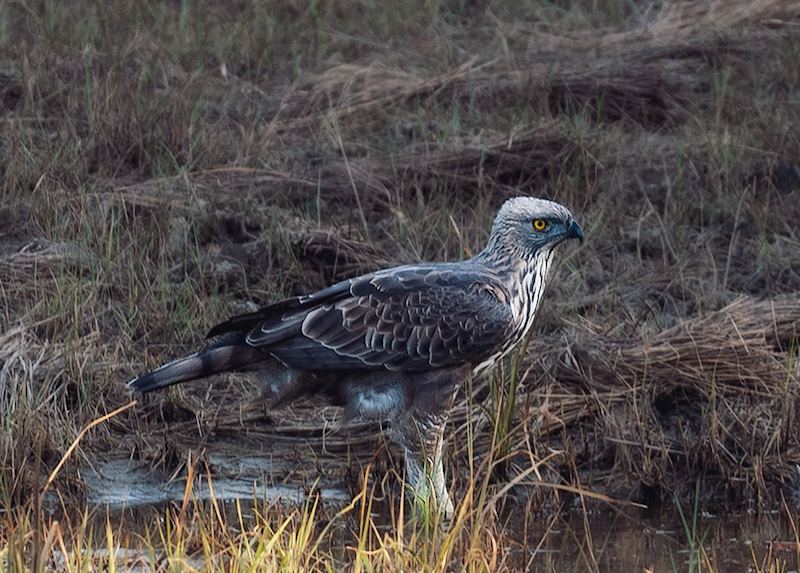 Eagle spotted at Dudhwa National Park
