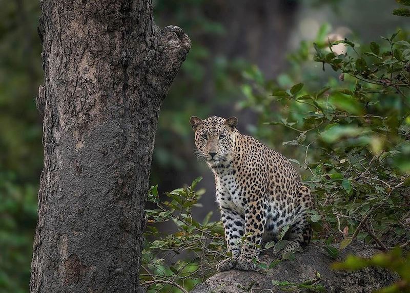 Leopard spotted at Dudhwa National Park