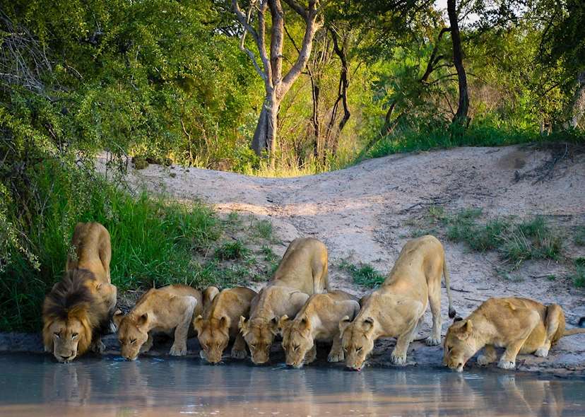 lions tours of south africa