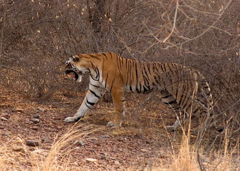 India's Golden Triangle & tigers | Audley Travel US