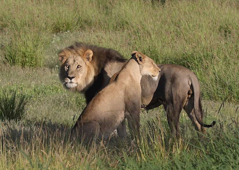 Mobile safari in the Okavango Delta & Chobe National Park | Audley ...