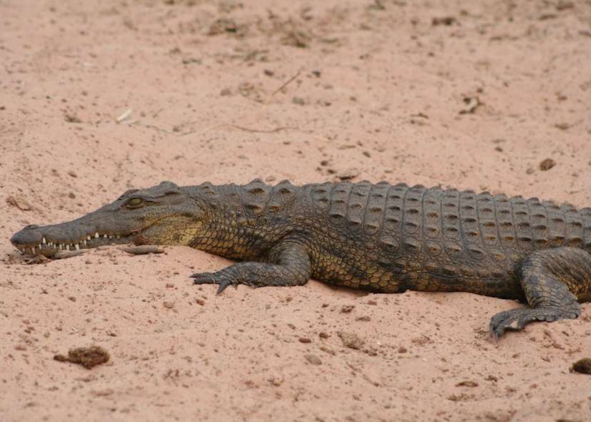 Mobile safari in the Okavango Delta & Chobe National Park | Audley ...