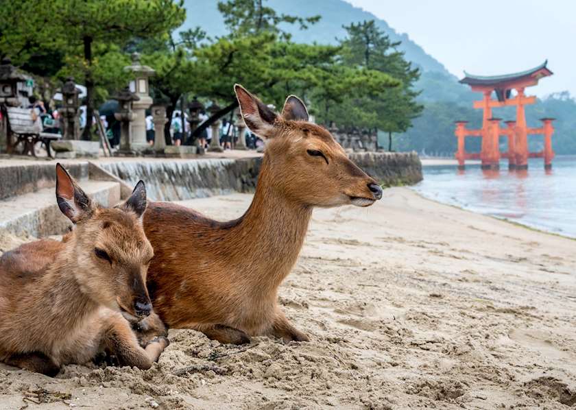 Best Time to Visit Japan | Climate Guide | Audley Travel US