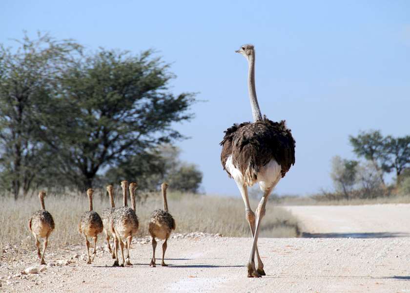 Best Time to Visit Namibia Climate Guide Audley Travel UK