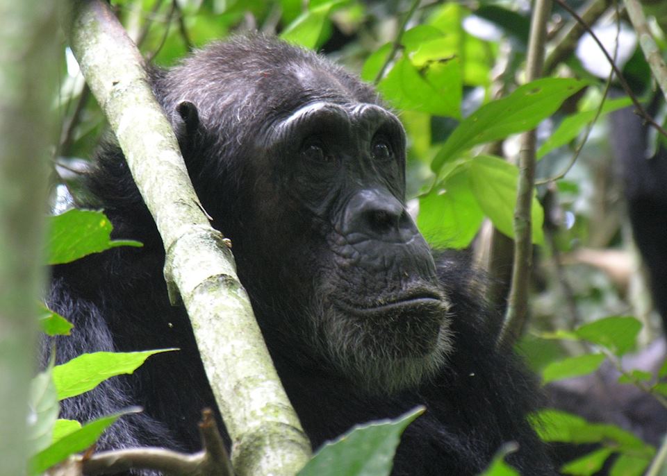 Chimpanzees of Western Tanzania | Audley Travel